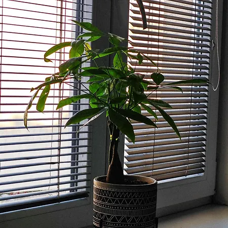 With Monkey Vibes * Братислава